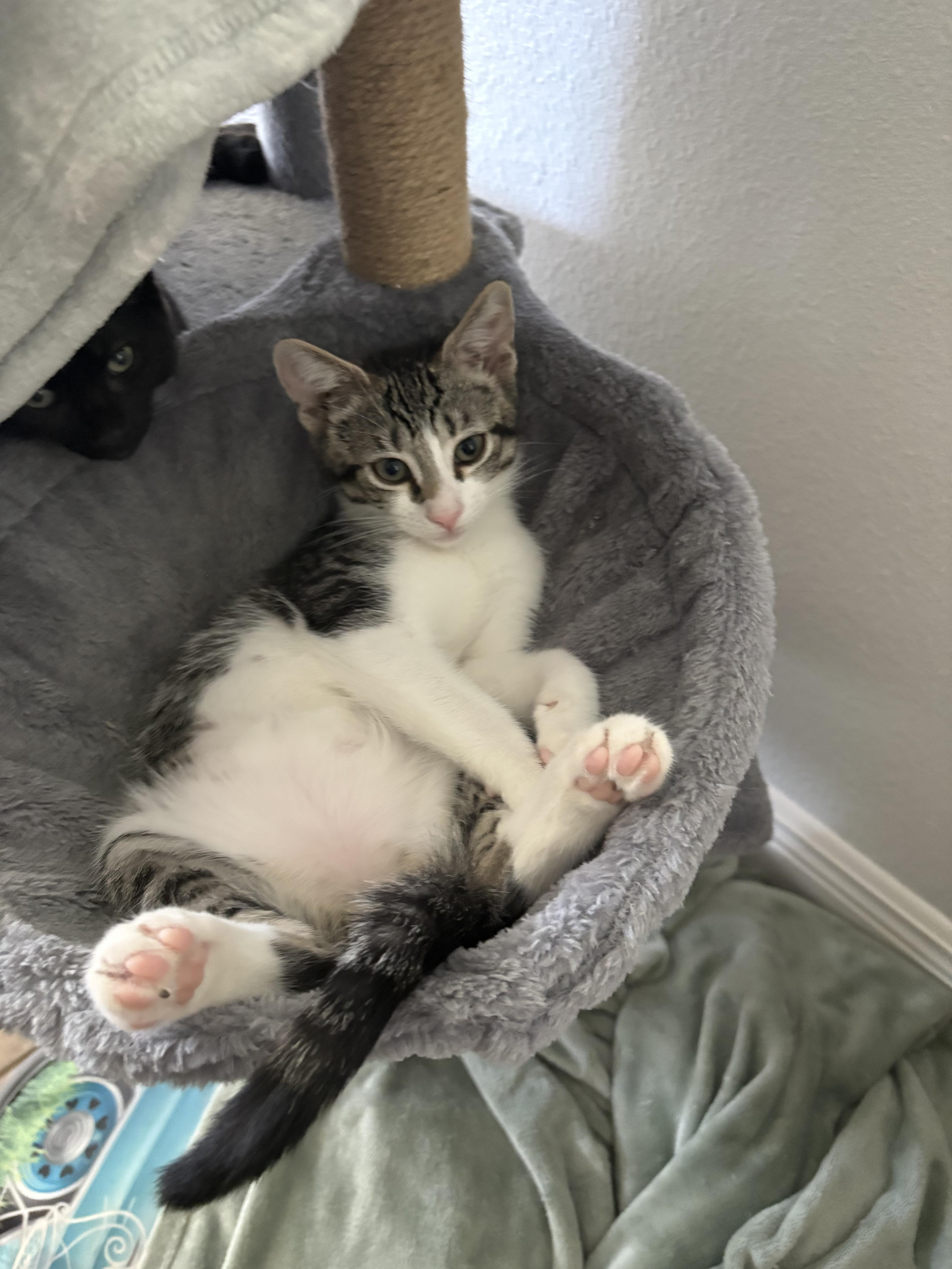 Enlarge Caspian, a Adopted Domestic Short Hair in Orlando, FL image 4/5