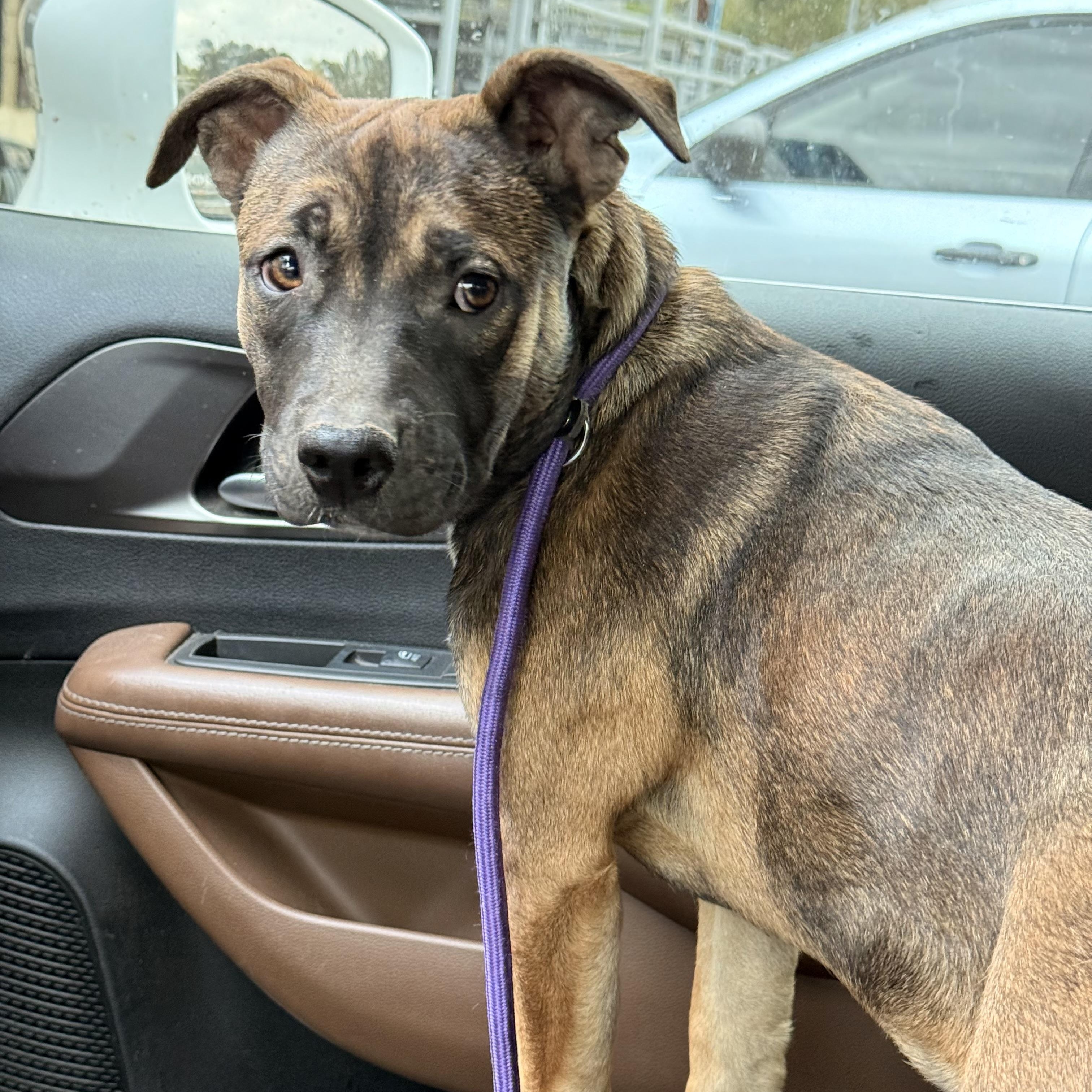 Crystal, adopted, Young Female Australian Shepherd & Cattle Dog.