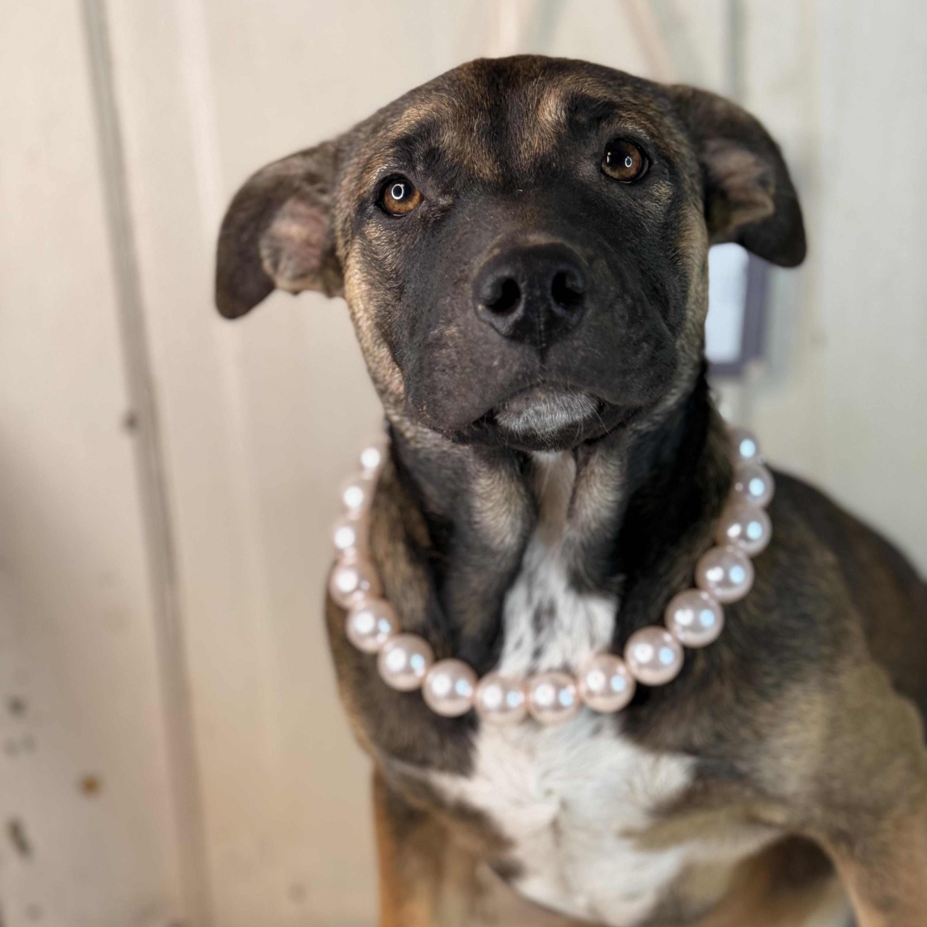 Enlarge Crystal, an adopted mixed breed in East Peoria, IL image 3/6