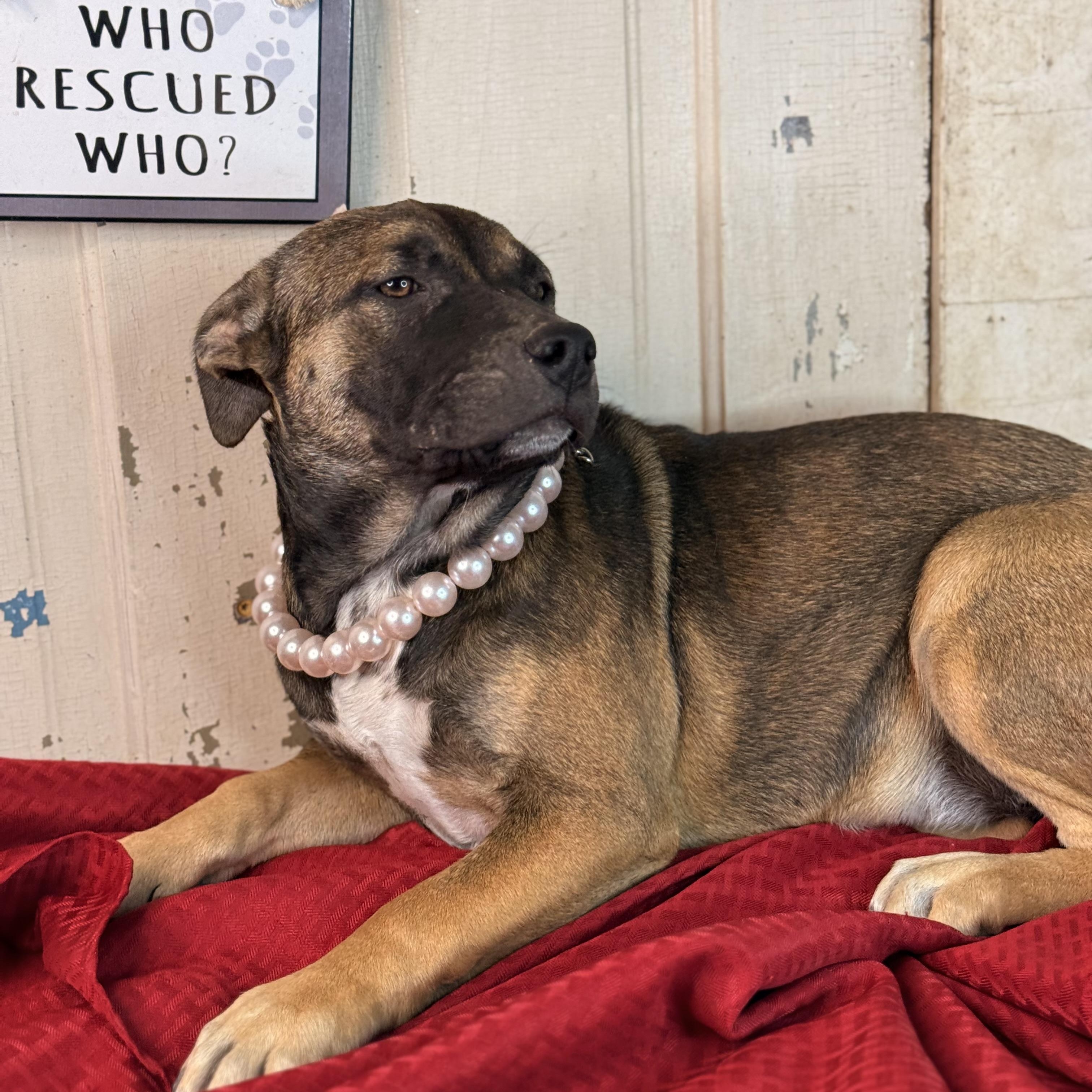 Enlarge Crystal, an adopted mixed breed in East Peoria, IL image 2/6