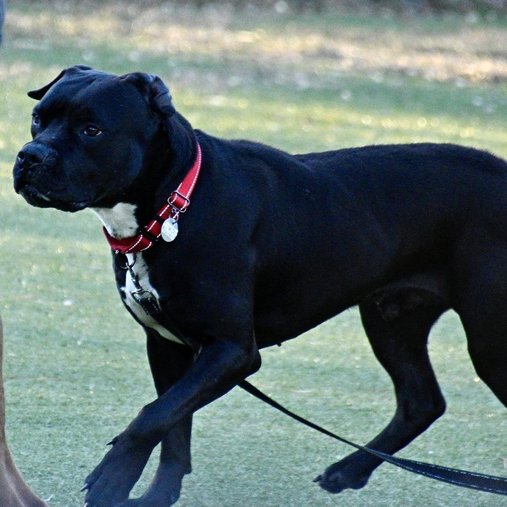 Ozone, Adoptable, Adult Male Mixed Breed.