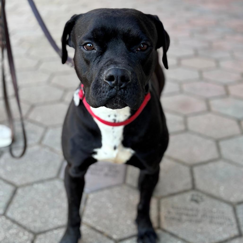 Enlarge Ozone, a Adoptable Mixed Breed in Hampton Bays, NY image 2/6