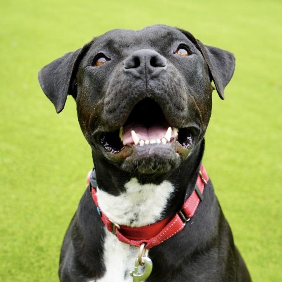 Enlarge Ozone, a Adoptable Mixed Breed in Hampton Bays, NY image 3/6