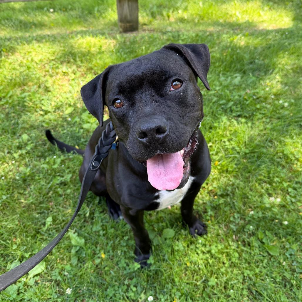 Ozone, a Adoptable Mixed Breed in Hampton Bays, NY image 3/6