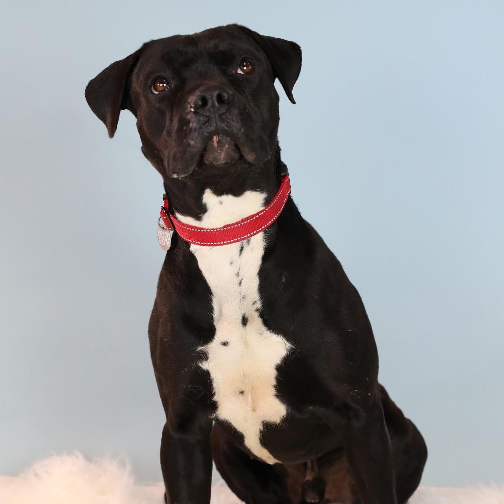 Enlarge Ozone, a Adoptable Mixed Breed in Hampton Bays, NY image 4/6