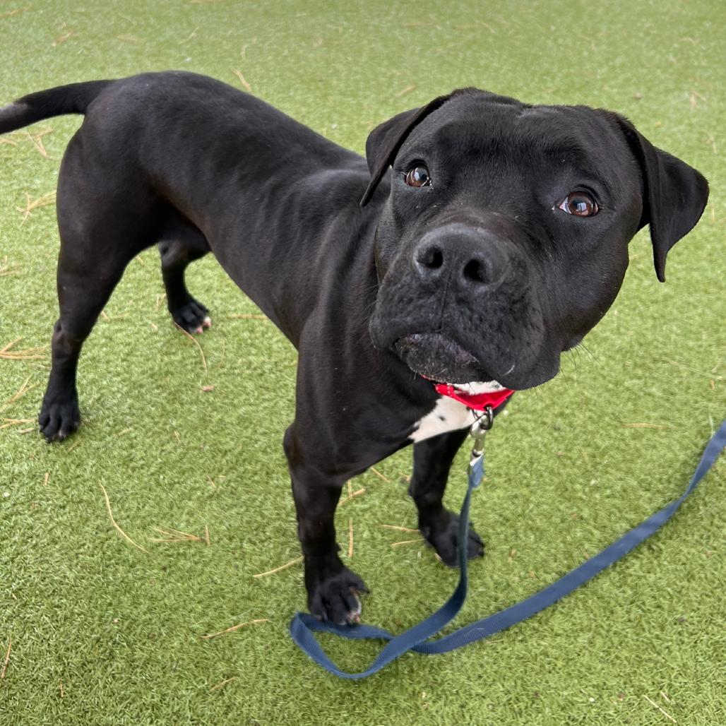 Enlarge Ozone, a Adoptable Mixed Breed in Hampton Bays, NY image 5/6