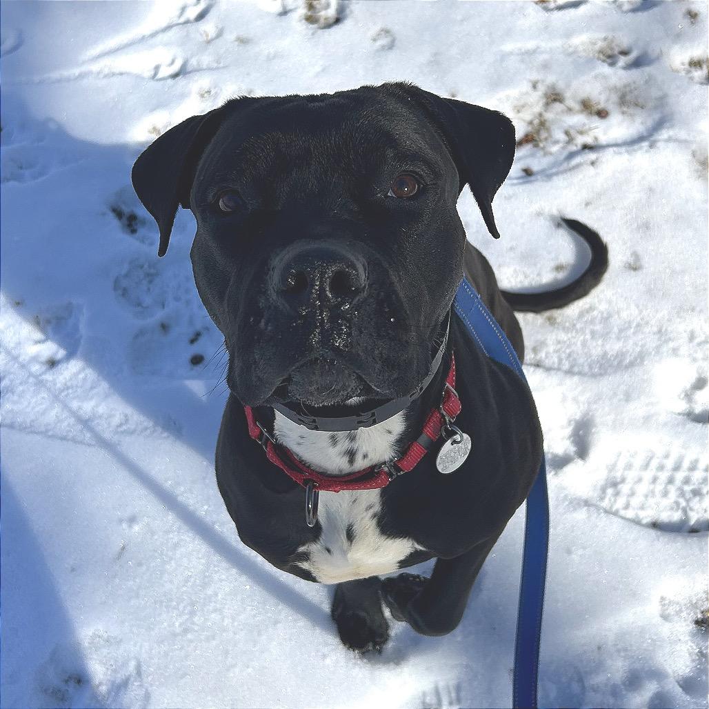 Enlarge Ozone, a Adoptable Mixed Breed in Hampton Bays, NY image 6/6