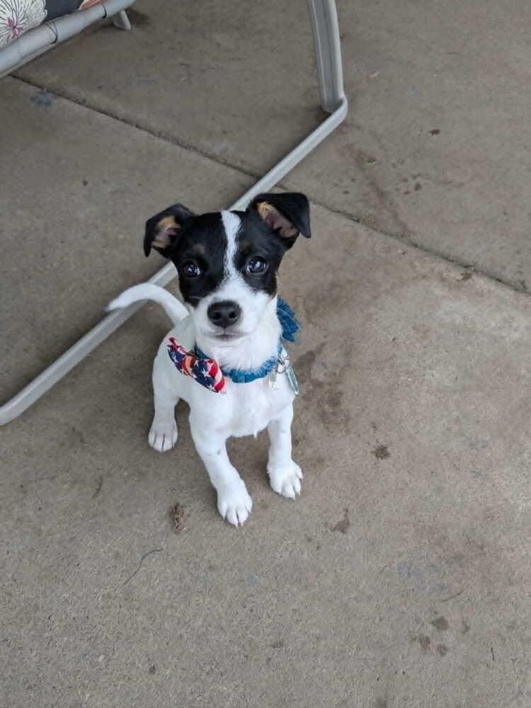 Carrot, Adoptable, Puppy Male Australian Shepherd & Jack Russell Terrier.