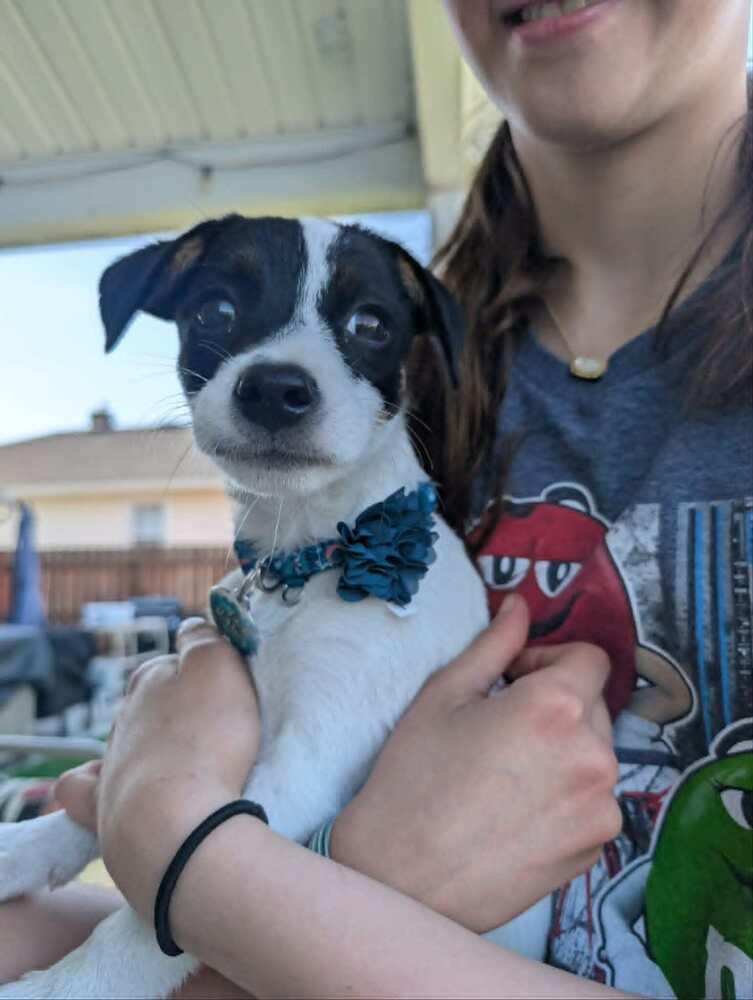 Carrot, a Adoptable mixed breed in Amherst, NY image 2/5