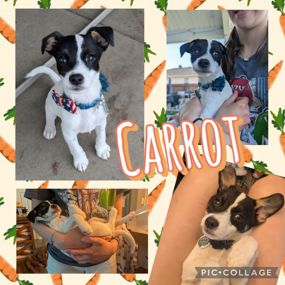 Carrot, a Adoptable mixed breed in Amherst, NY image 5/5