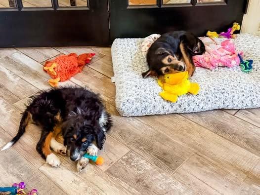 Enlarge Pepper, a Adopted mixed breed in Tinley Park, IL image 2/3