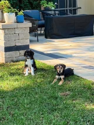 Enlarge Pepper, a Adopted mixed breed in Tinley Park, IL image 3/3