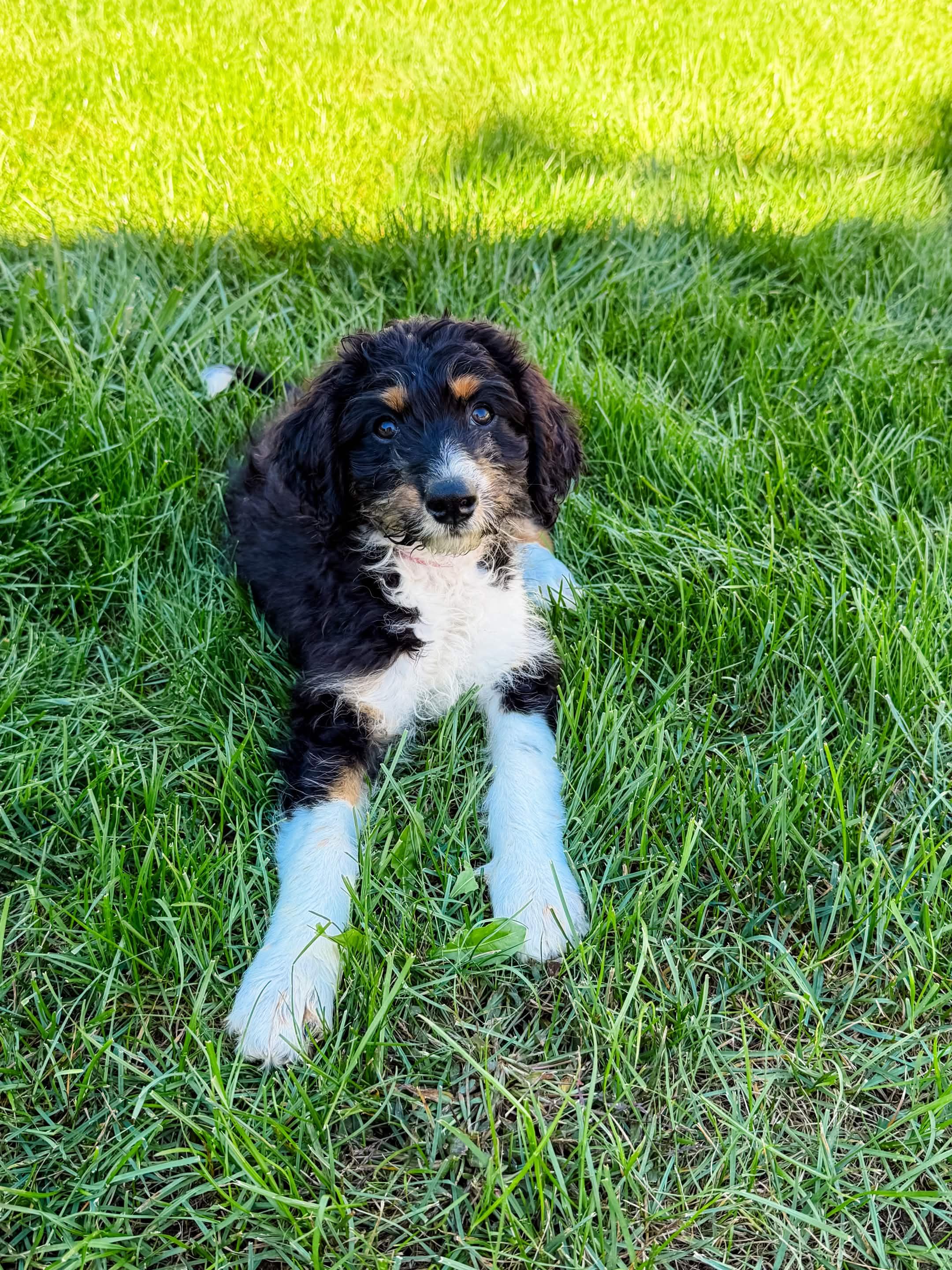 Enlarge Pepper, a Adopted mixed breed in Tinley Park, IL image 1/3