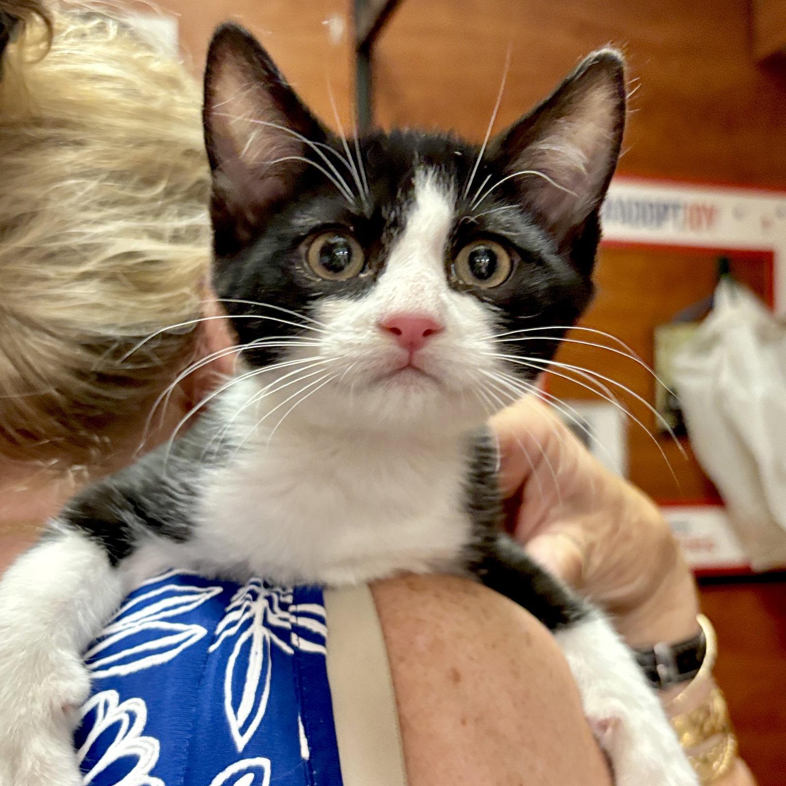 Enlarge Baxter, a Adoptable Domestic Short Hair in Sonora, CA image 1/1