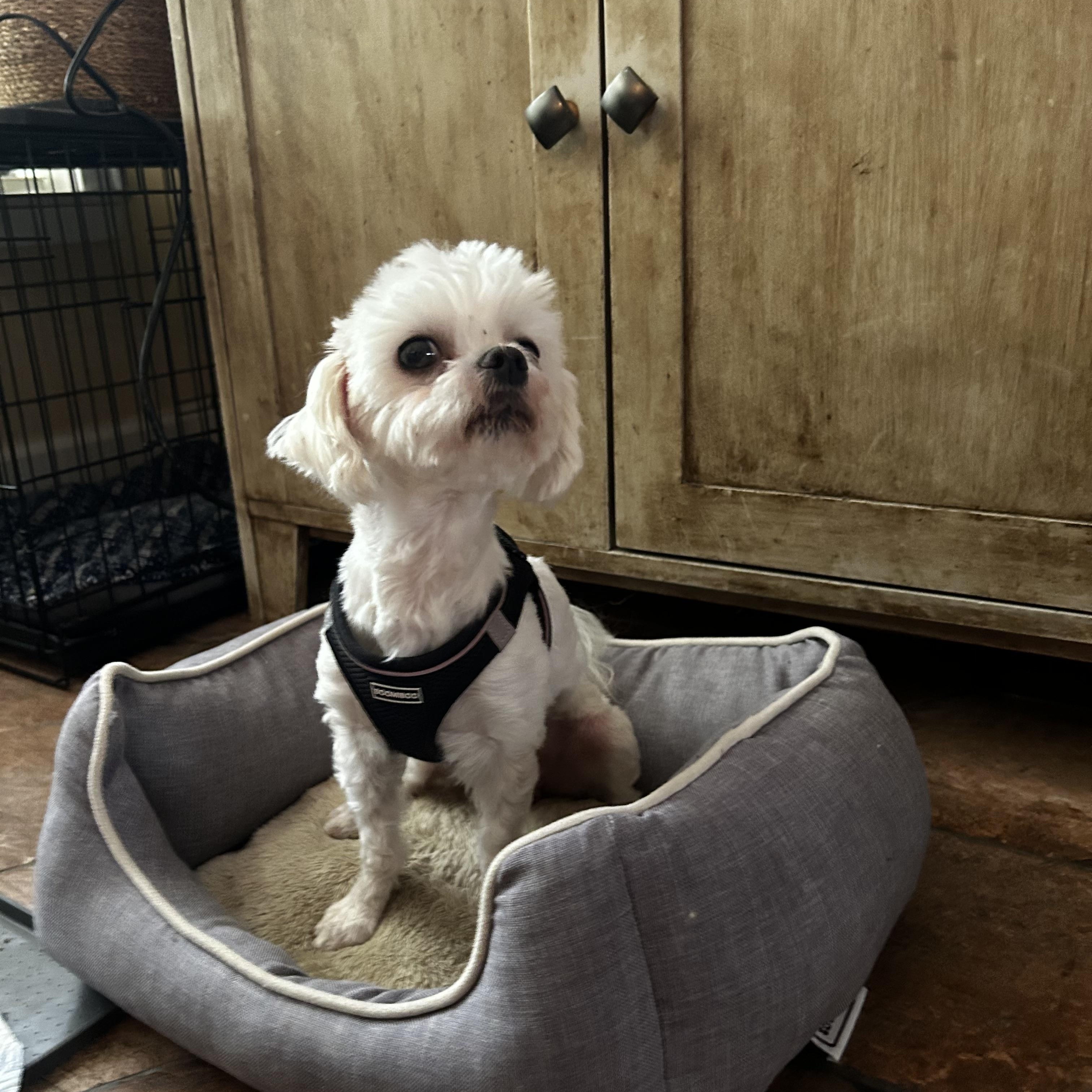 Romeo 2, adopted, Adult Male Maltese.