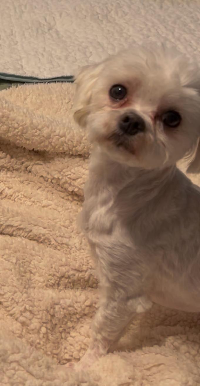 Romeo 2, an adopted Maltese in Maitland, FL image 2/3