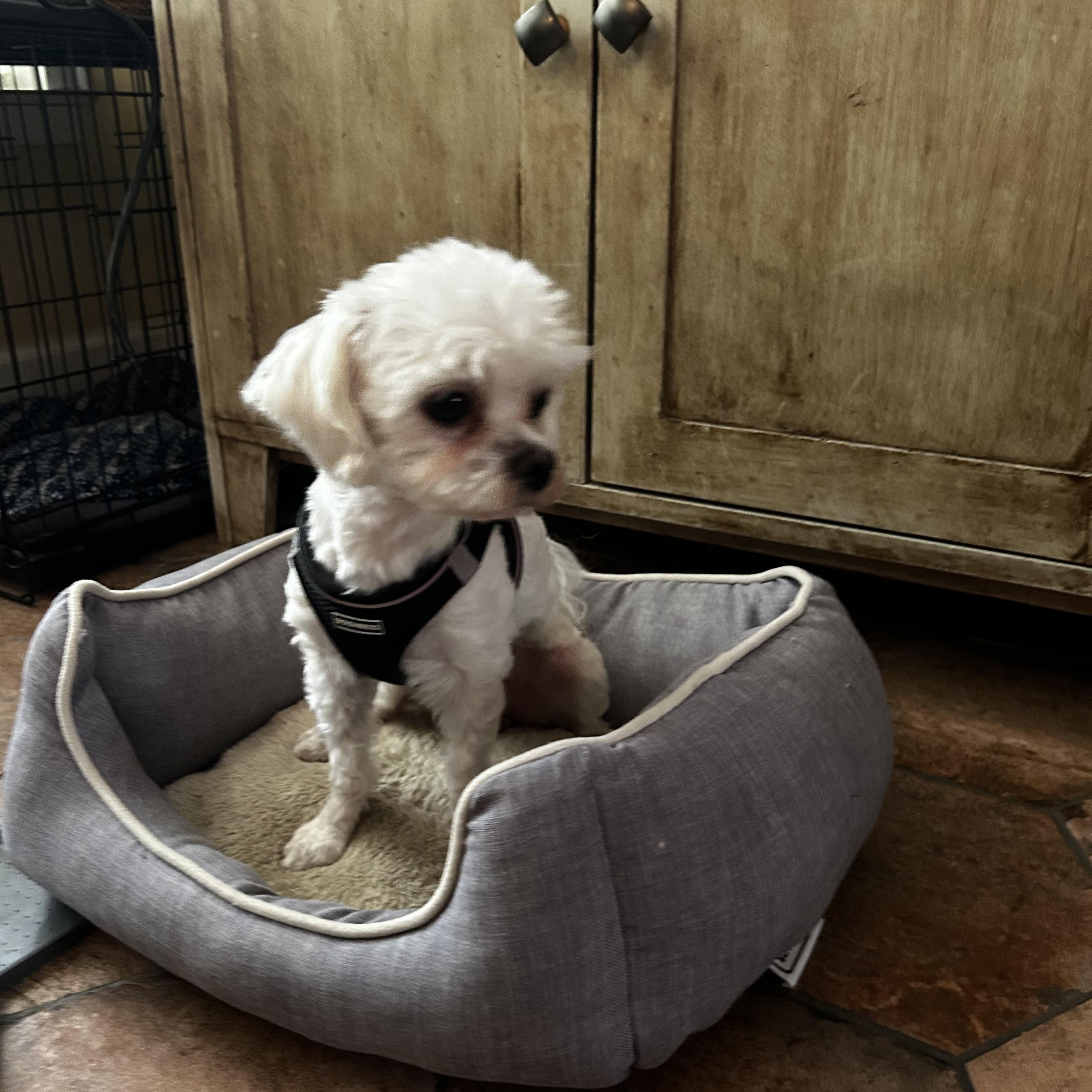 Romeo 2, an adopted Maltese in Maitland, FL image 3/3