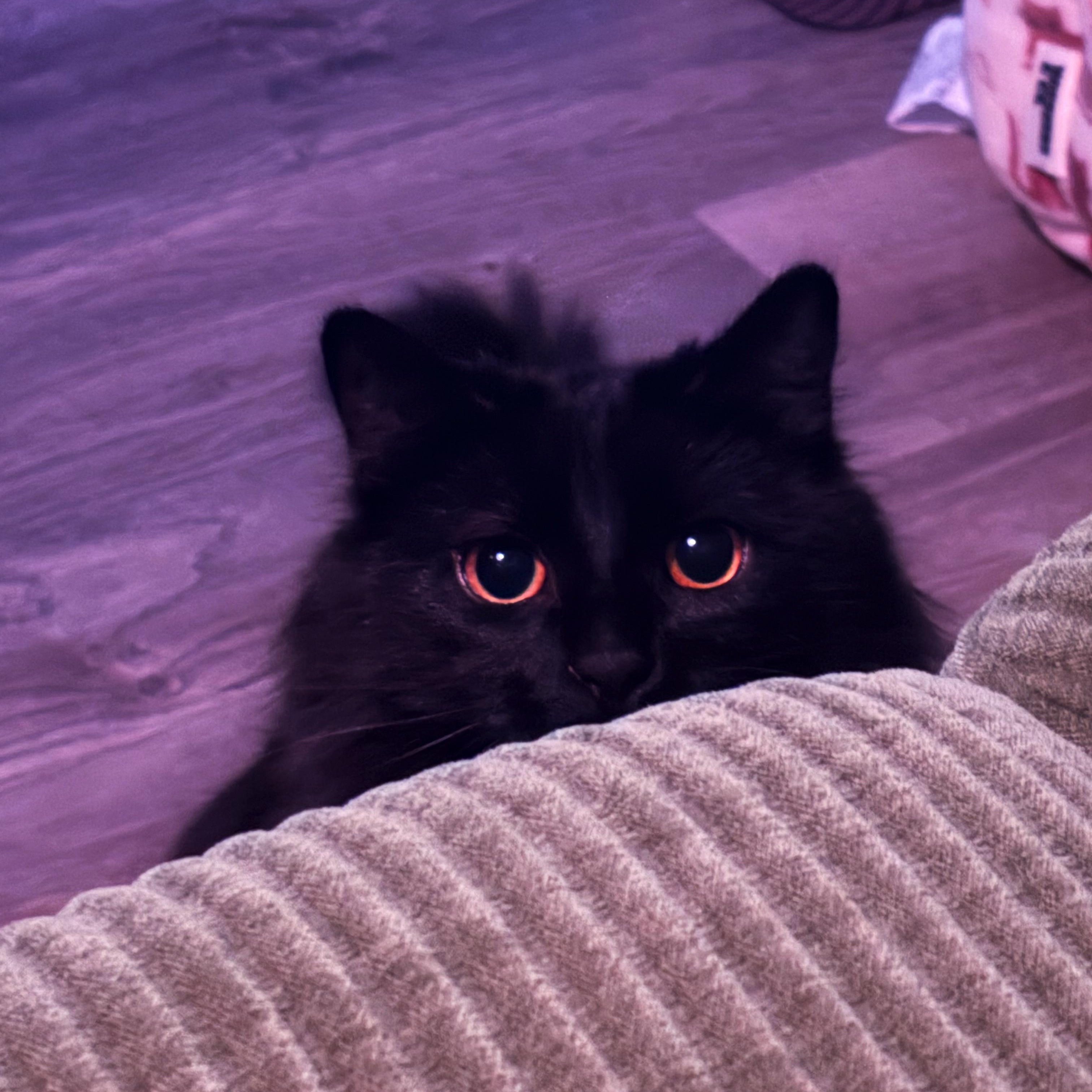 Enlarge Nana (This is a courtesy listing please contact Kayla 945-301-3645), a Adoptable Domestic Medium Hair in Choteau, MT image 3/3