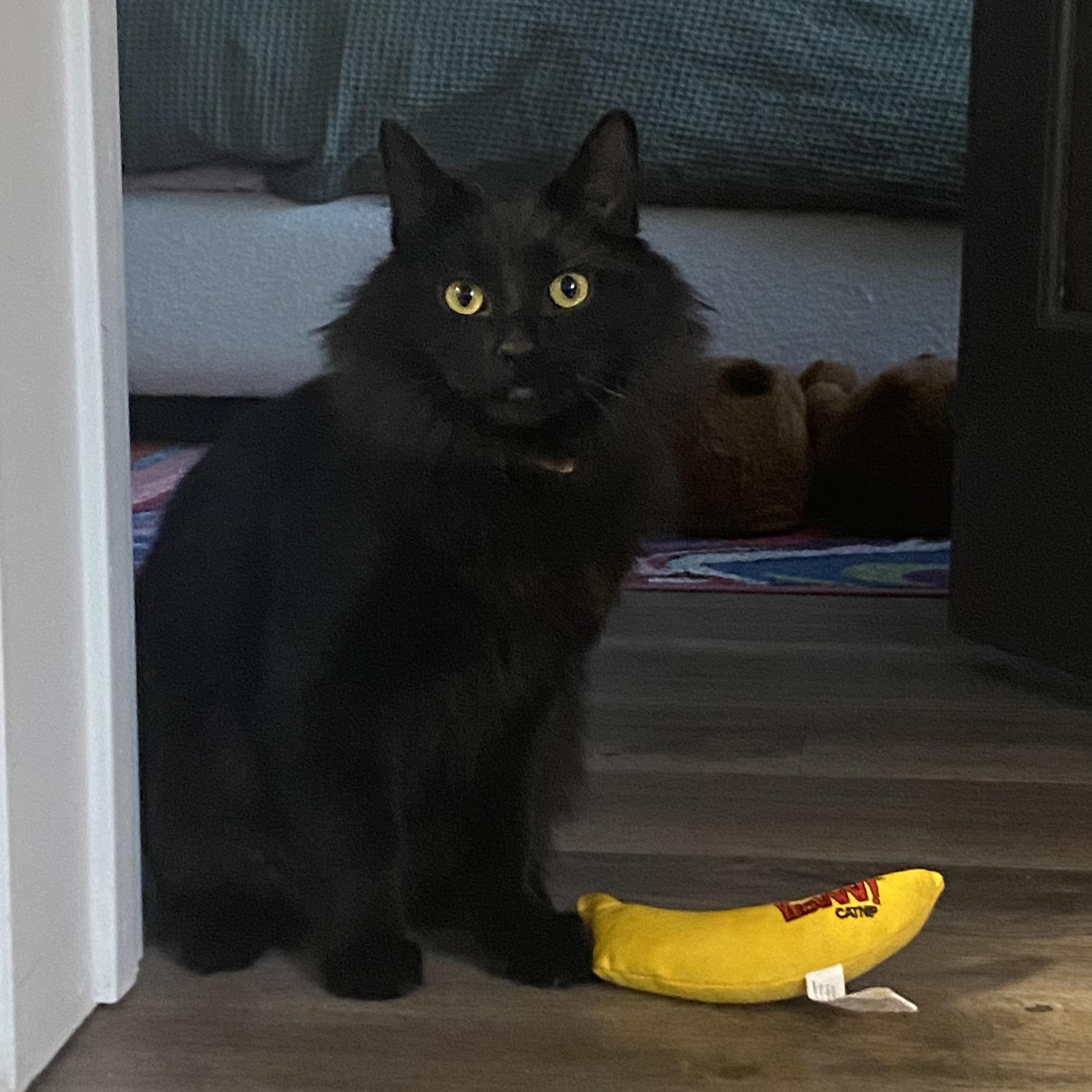 Enlarge Nana (This is a courtesy listing please contact Kayla 945-301-3645), a Adoptable Domestic Medium Hair in Choteau, MT image 1/3