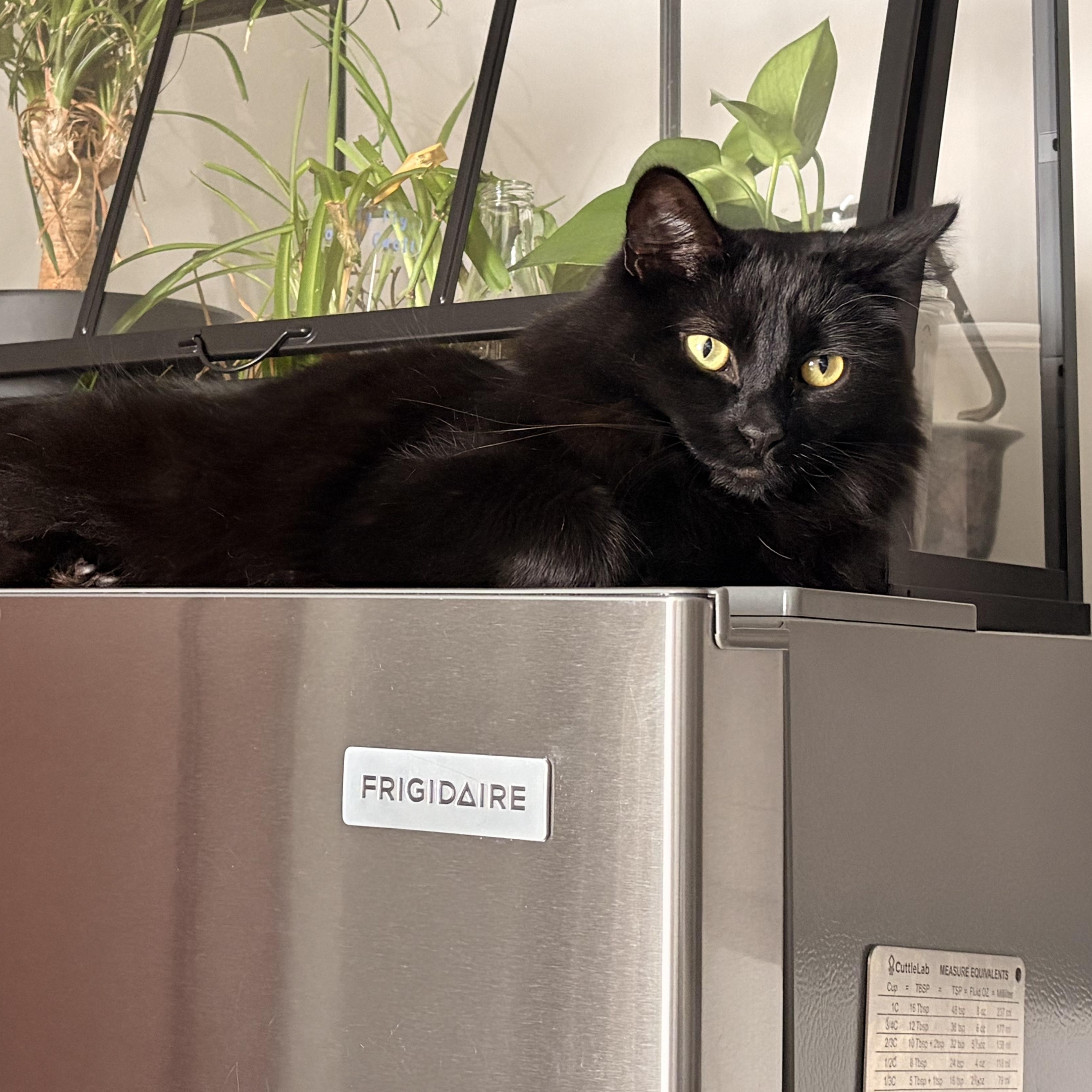 Enlarge Nana (This is a courtesy listing please contact Kayla 945-301-3645), a Adoptable Domestic Medium Hair in Choteau, MT image 2/3