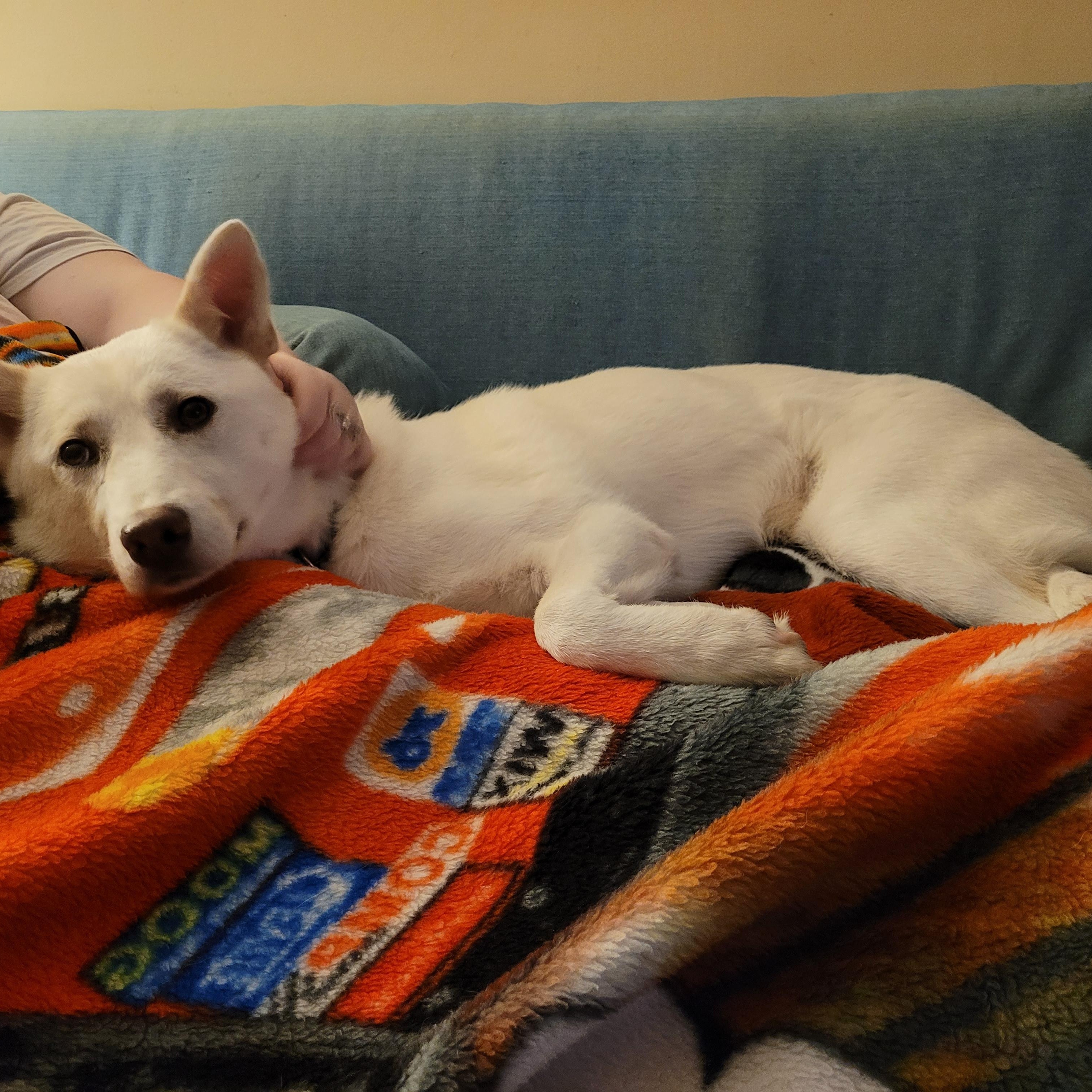 PRINCE, a Adoptable mixed breed in Centreville, VA image 1/6