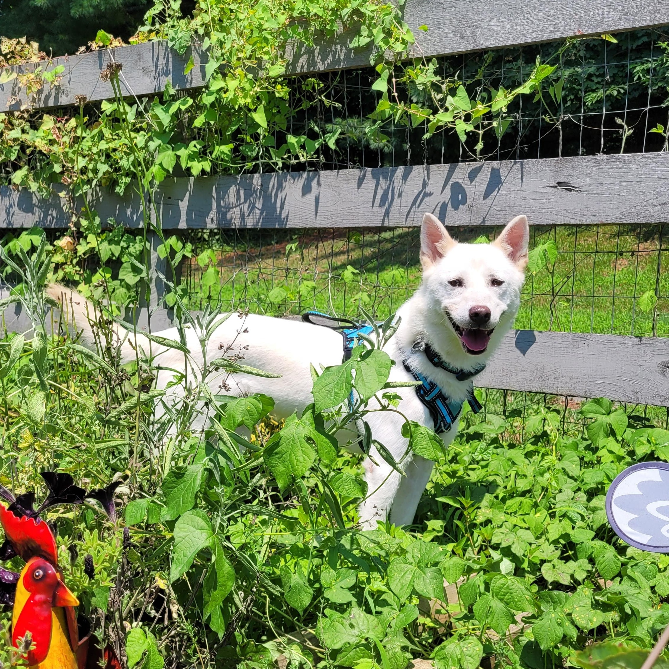 PRINCE, a Adoptable mixed breed in Centreville, VA image 3/6