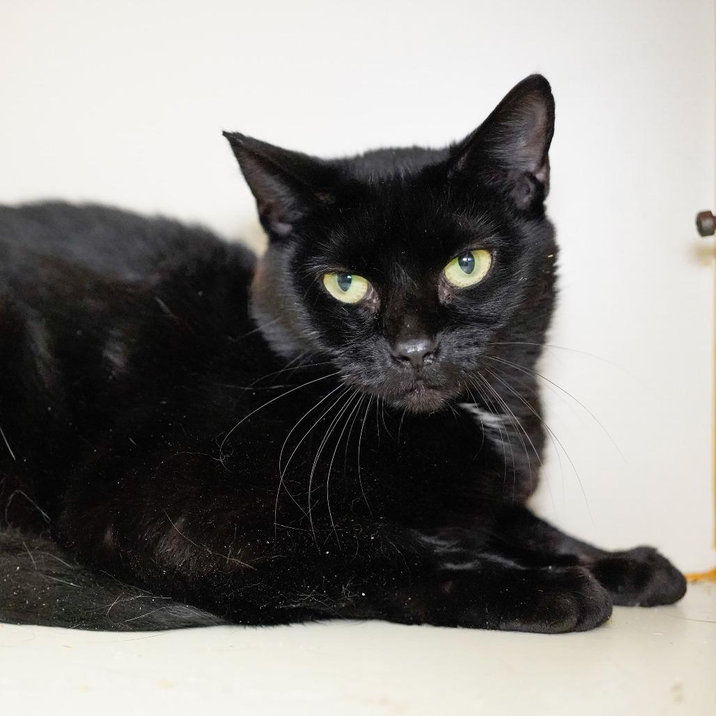 Binxy, Adoptable, Adult Female Domestic Short Hair.