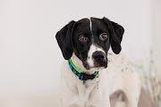 Enlarge Benz  (CROSSPOSTING ONLY), a ADOPTABLE mixed breed in Marion, MA image 3/3