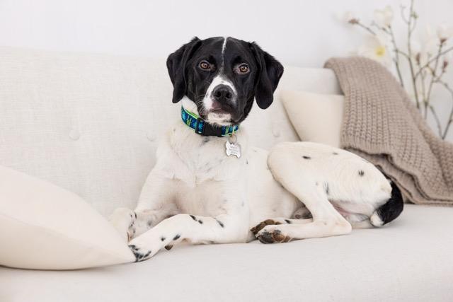 Benz  (CROSSPOSTING ONLY), ADOPTABLE, Young Male Pointer.