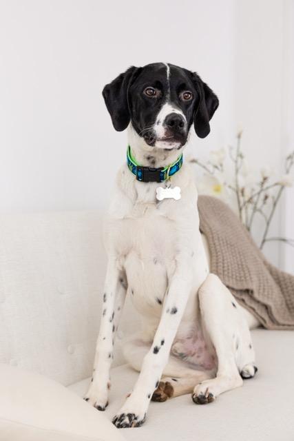 Enlarge Benz  (CROSSPOSTING ONLY), a ADOPTABLE mixed breed in Marion, MA image 2/3