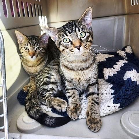 Micky and Pluto, ADOPTABLE, Kitten Male Tabby.