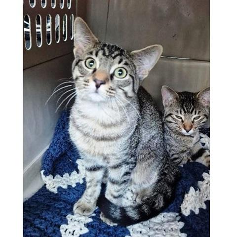 Enlarge Micky and Pluto, a ADOPTABLE Tabby in Salt Lake City, UT image 2/3