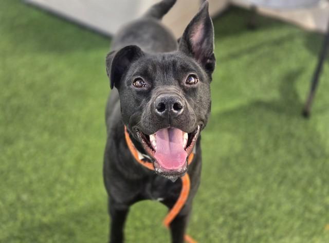 Enlarge BAILEY, a Adoptable Pit Bull Terrier in Phoenix, AZ image 1/1