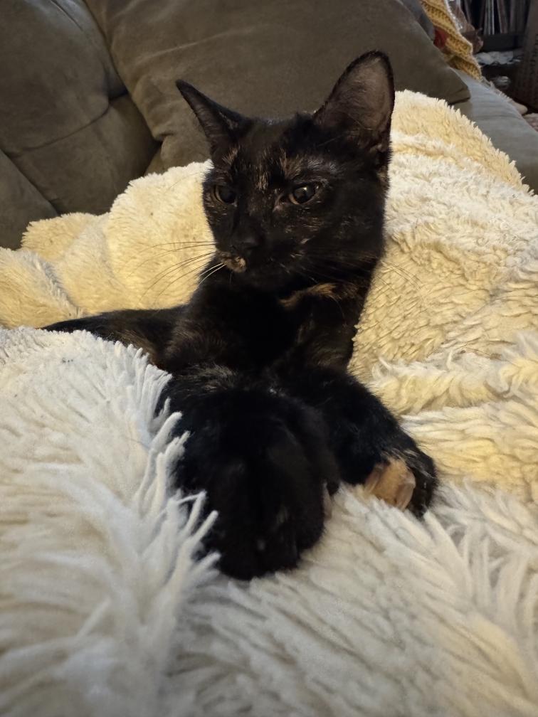 Enlarge Macaroni, a ADOPTABLE Tortoiseshell in Nashville, TN image 3/3