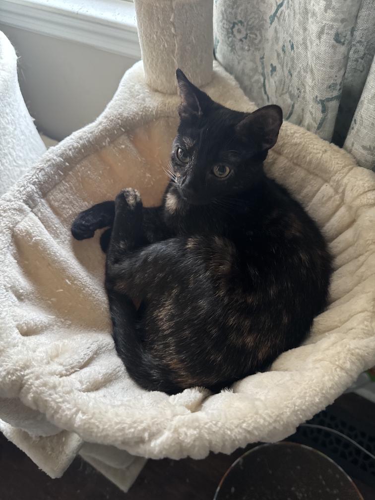 Enlarge Macaroni, a ADOPTABLE Tortoiseshell in Nashville, TN image 2/3