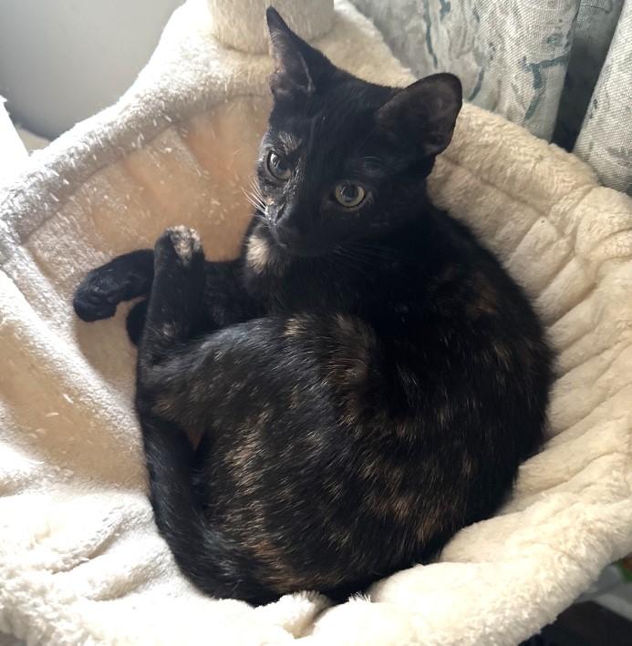 Enlarge Macaroni, an adopted Tortoiseshell in Nashville, TN image 1/3