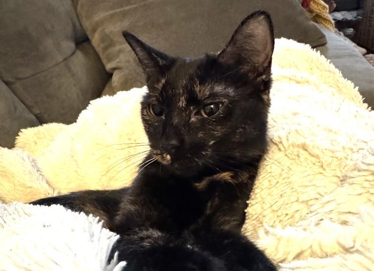 Enlarge Macaroni, an adopted Tortoiseshell in Nashville, TN image 3/3