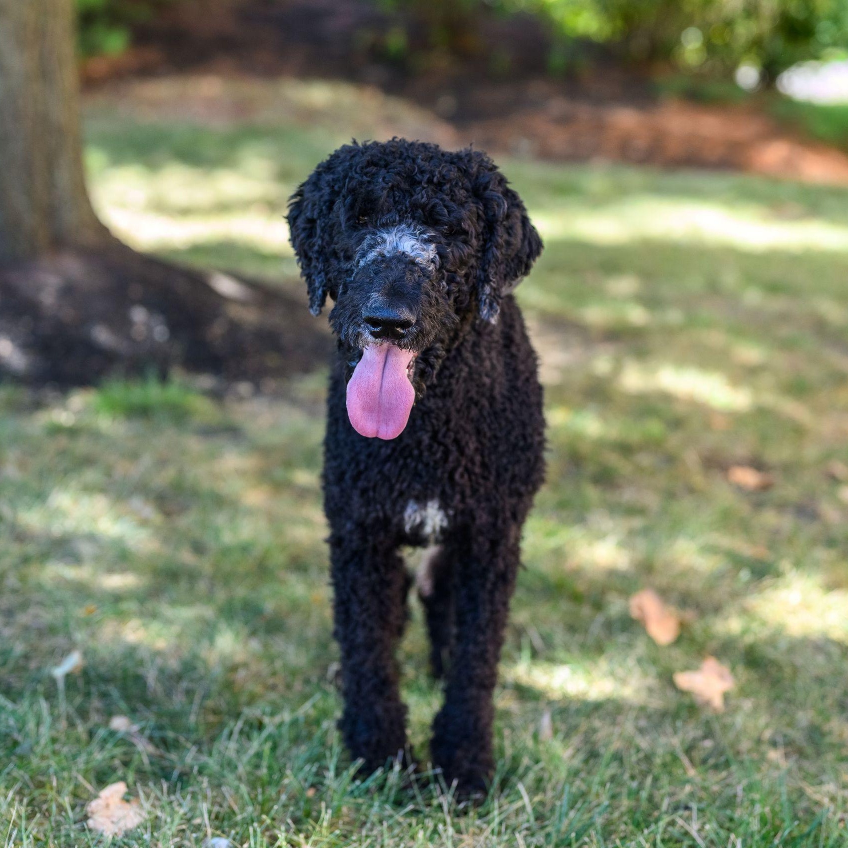 Photo of Young Male Standard Poodle