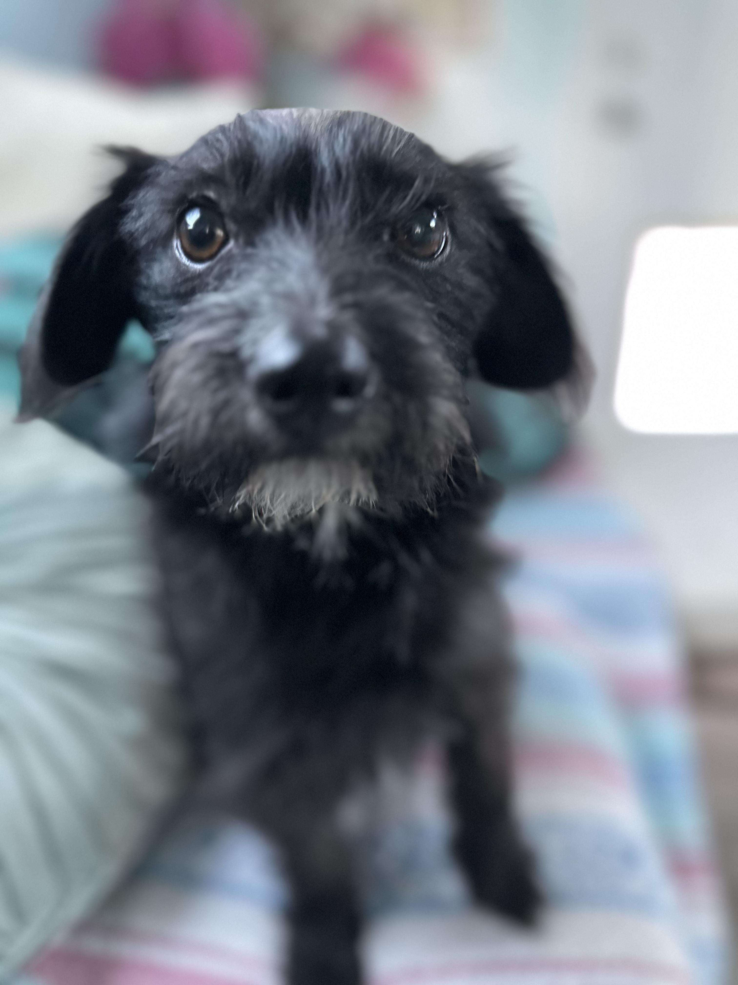 HOLLY (not available til puppies go home), Adoptable, Adult Female Terrier & Wirehaired Dachshund.