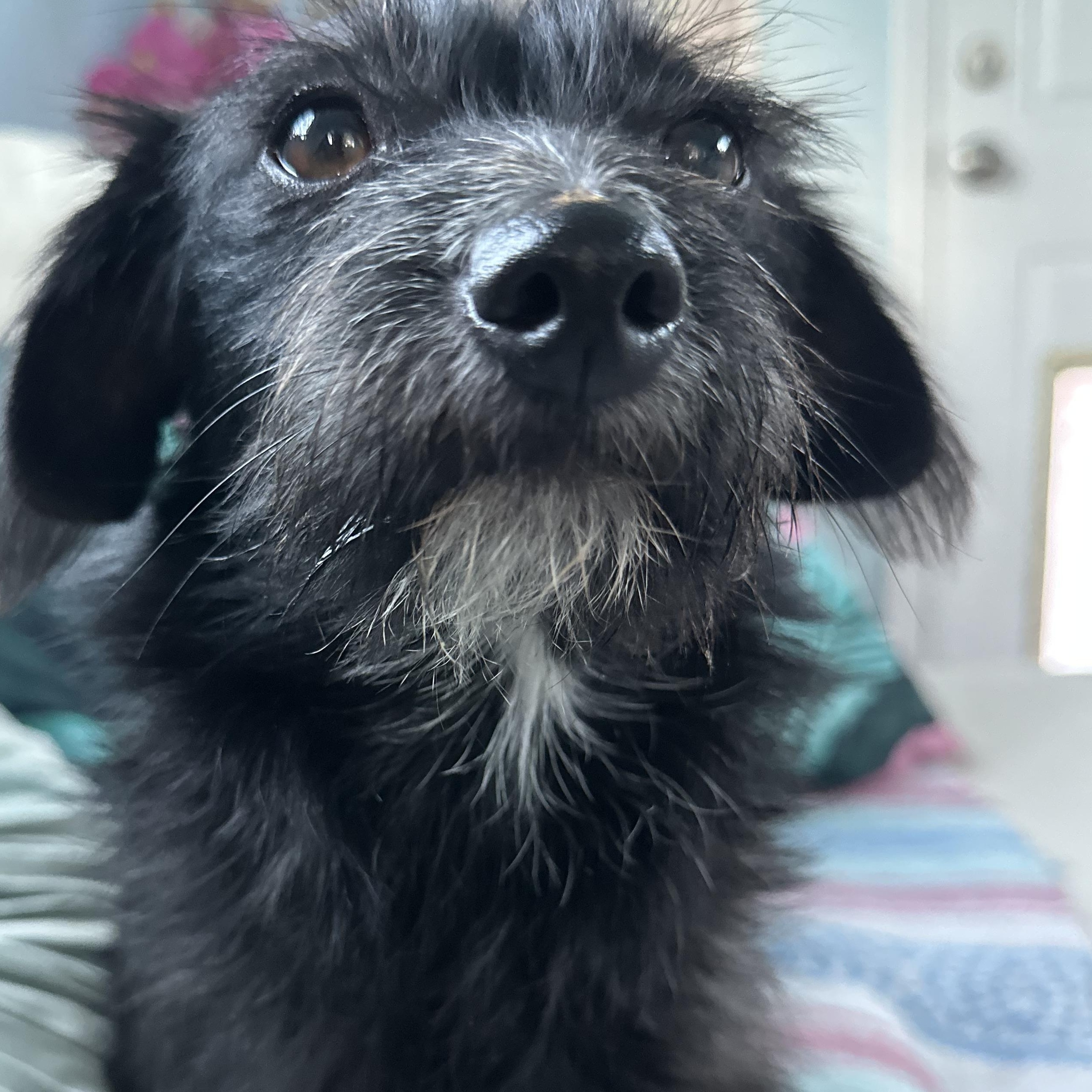 Enlarge HOLLY (not available til puppies go home), a Adoptable mixed breed in Arroyo Grande, CA image 2/6