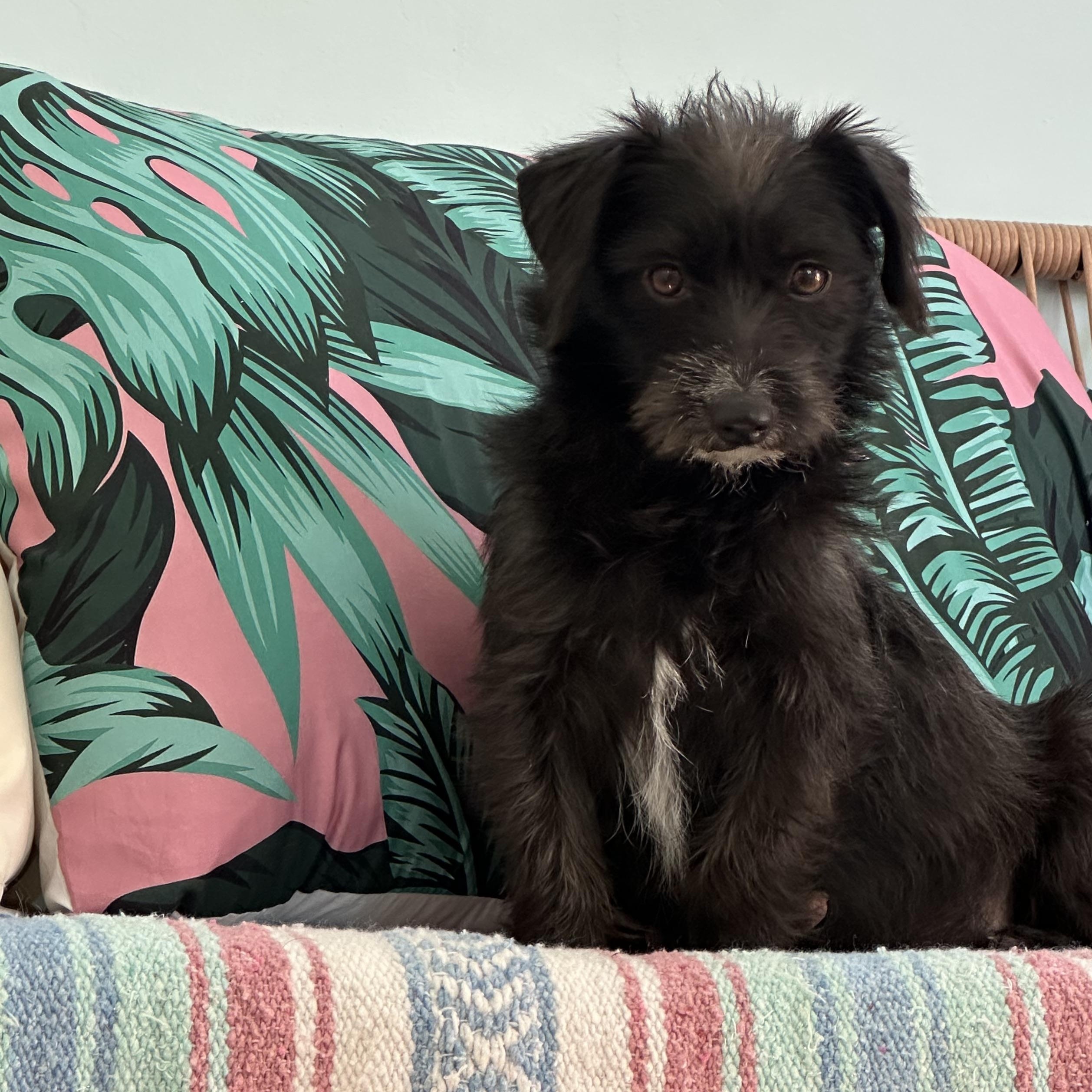 Enlarge HOLLY (not available til puppies go home), a Adoptable mixed breed in Arroyo Grande, CA image 6/6