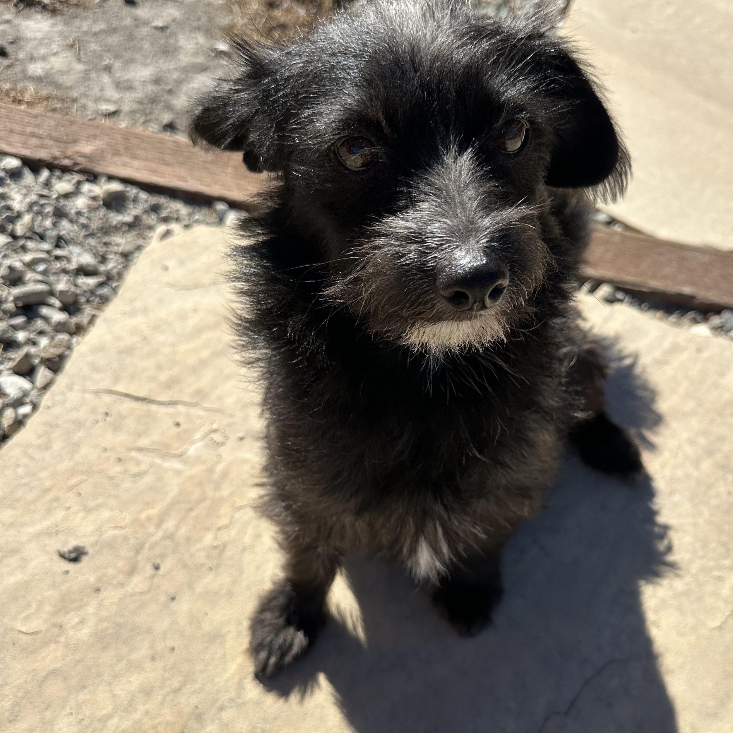 Enlarge HOLLY (not available til puppies go home), a Adoptable mixed breed in Arroyo Grande, CA image 4/6
