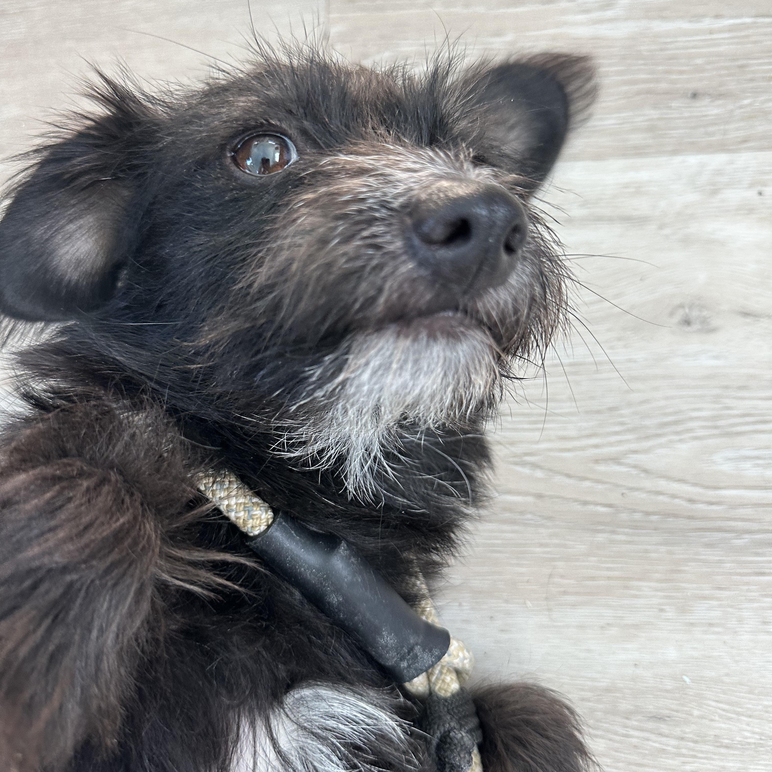 Enlarge HOLLY (not available til puppies go home), a Adoptable mixed breed in Arroyo Grande, CA image 5/6