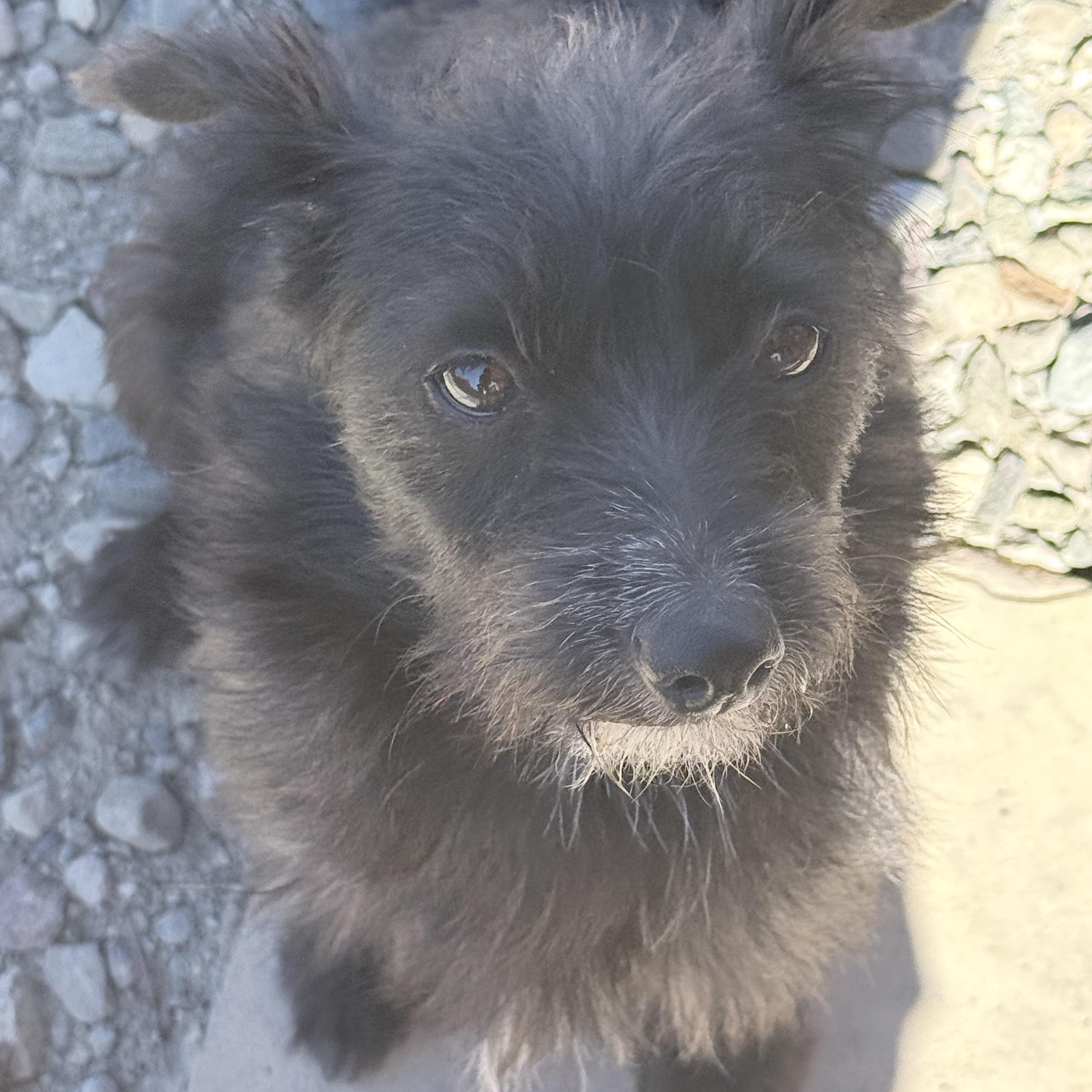 Enlarge HOLLY (not available til puppies go home), a Adoptable mixed breed in Arroyo Grande, CA image 3/6