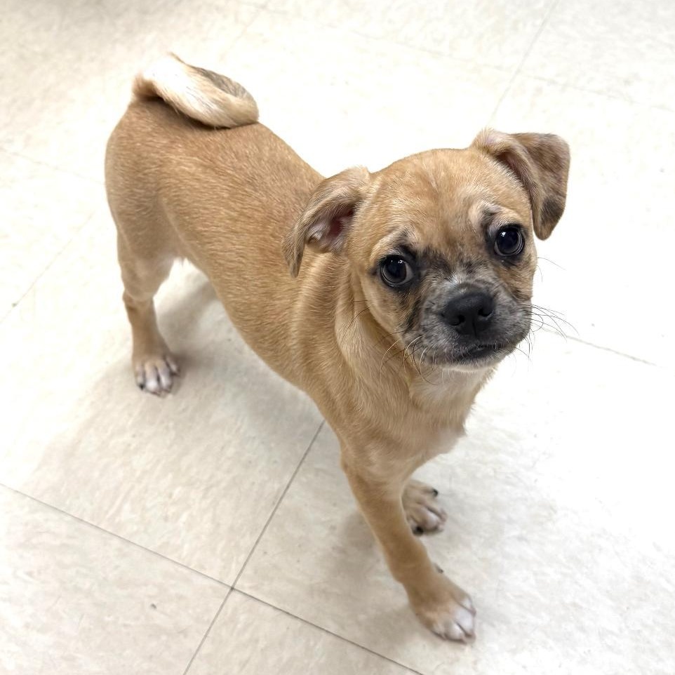 Enlarge Taco, a Adoptable mixed breed in Greensburg, PA image 3/5