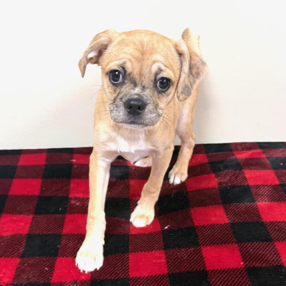 Enlarge Taco, a Adoptable mixed breed in Greensburg, PA image 4/5