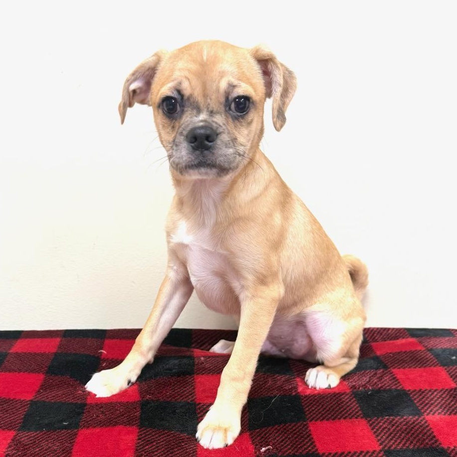 Enlarge Taco, a Adoptable mixed breed in Greensburg, PA image 1/5