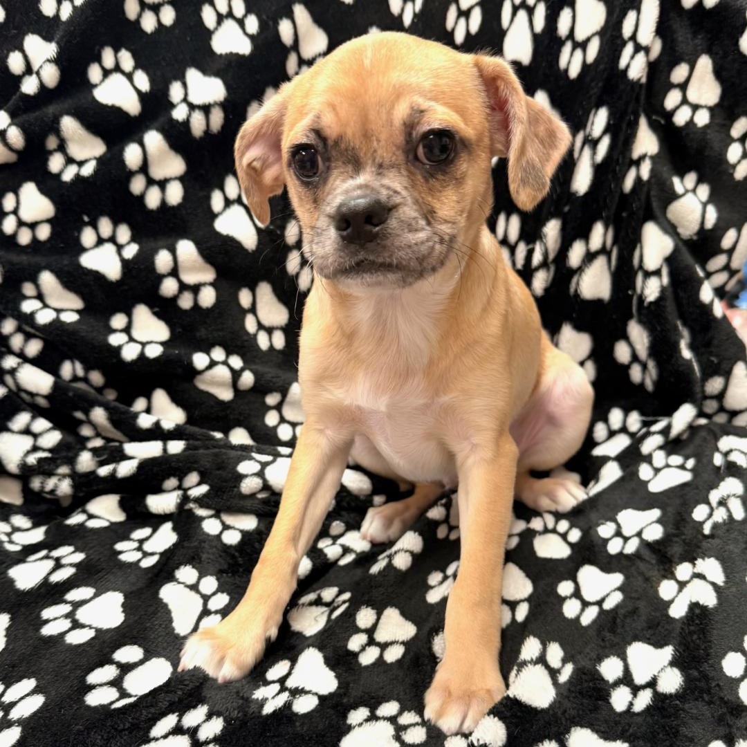 Enlarge Taco, a Adoptable mixed breed in Greensburg, PA image 2/5
