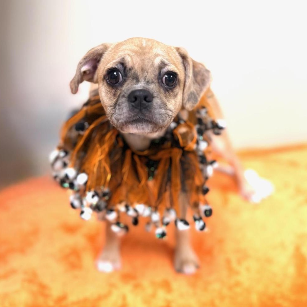 Enlarge Taco, a Adoptable mixed breed in Greensburg, PA image 5/5