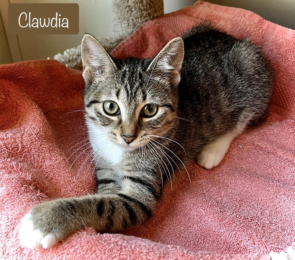 Clawdia, a Adoptable Domestic Short Hair in Chalfont, PA image 1/6
